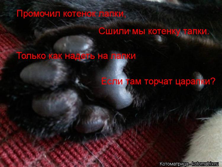 Промочил котенок лапки, Сшили мы котенку тапки. Только как надеть на лапки Если там торчат ц... Котоматрица: Промочил котенок лапки, Сшили мы котенку тапки. Только как надеть на лапки Если там торчат царапки?