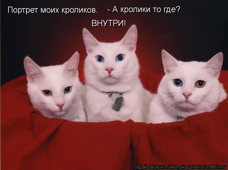 Котоматрица: Портрет моих кроликов.  - А кролики то где?    ВНУТРИ!   ВНУТРИ!