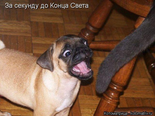 За секунду до Конца Света... Котоматрица: За секунду до Конца Света