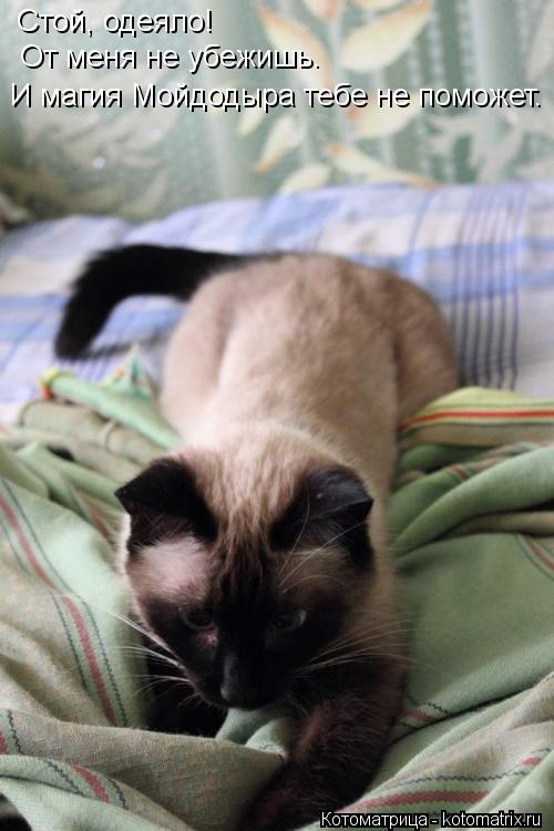 Котоматрица: Стой, одеяло! От меня не убежишь.  И магия Мойдодыра тебе не поможет.