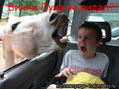 Винни Пуха не видал?!... Котоматрица: Винни Пуха не видал?!