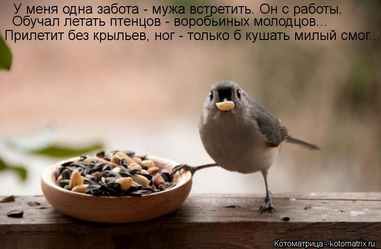 Котоматрица: У меня одна забота - мужа встретить. Он с работы. Обучал летать птенцов - воробьиных молодцов... Прилетит без крыльев, ног - только б кушать мил