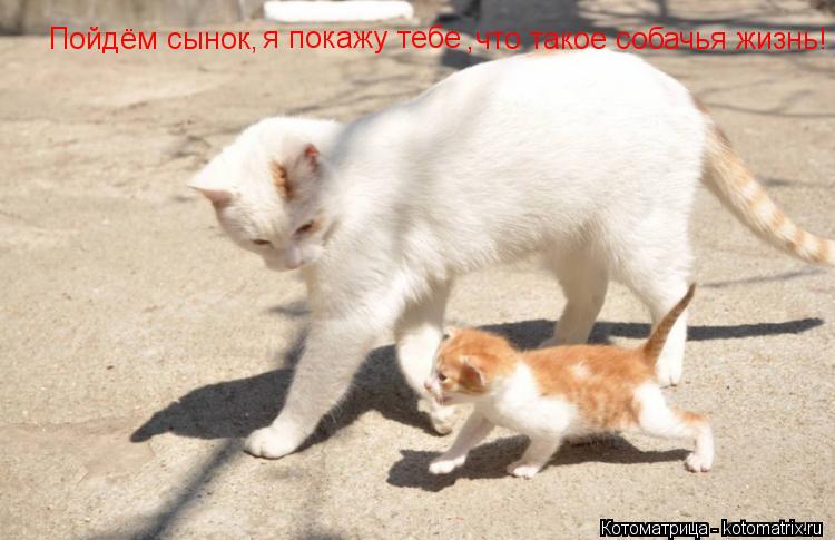 Котоматрица: Пойдём сынок, я покажу тебе ,что такое собачья жизнь!