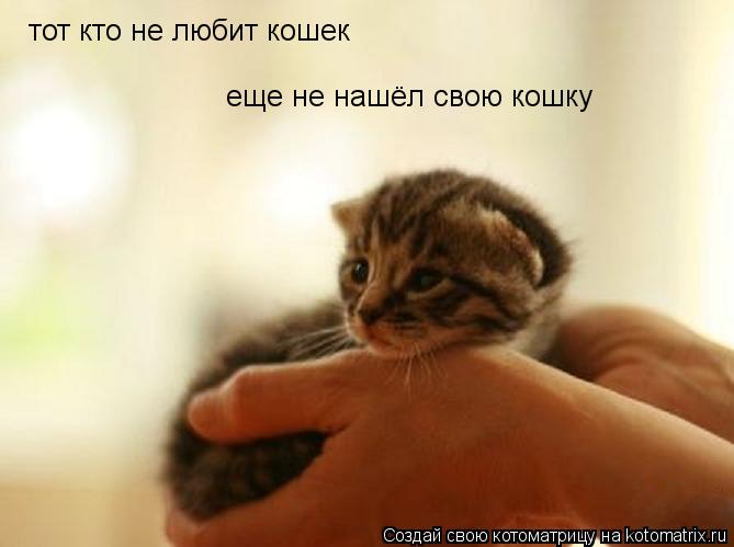 Котоматрица: тот кто не любит кошек еще не нашёл свою кошку