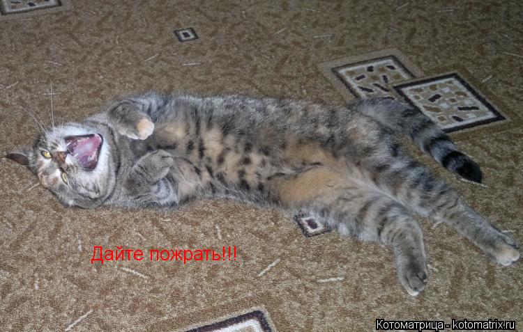 Котоматрица: Дайте пожрать!!!