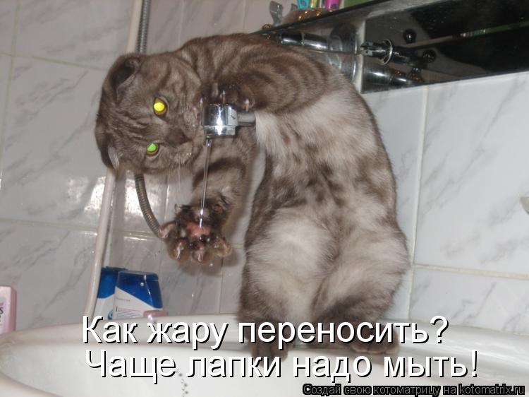 Котоматрица: Как жару переносить? Чаще лапки надо мыть!