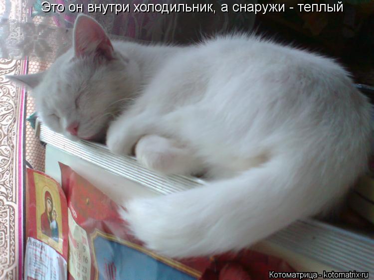 Это он внутри холодильник, а снаружи - теплый... Котоматрица: Это он внутри холодильник, а снаружи - теплый