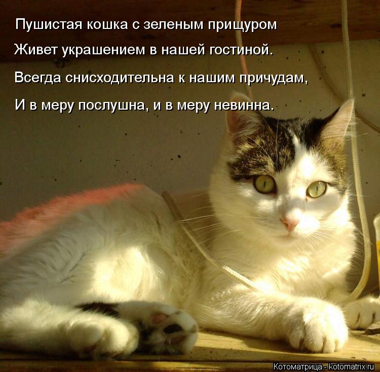 Котоматрица: Пушистая кошка с зеленым прищуром    Живет украшением в нашей гостиной.     Всегда снисходительна к нашим причудам,     И в меру послушна, и в ме