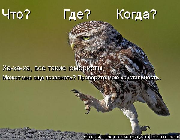 Котоматрица: Что?         Где?       Когда? Ха-ха-ха, все такие юмористы, Может мне еще позвенеть? Проверите мою хрустальность.