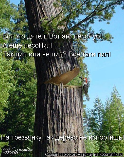 Котоматрица: Вот это дятел! Вот это лесоРуб!  А еще лесоПил!   Так пил или не пил? Все таки пил!   На трезвянку так дерево не испортишь!