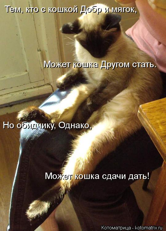 Котоматрица: Тем, кто с кошкой Добр и мягок,    Может кошка Другом стать.    Но обидчику, Однако,    Может кошка сдачи дать!