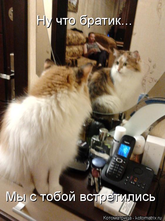 Котоматрица: Ну что братик... Мы с тобой встретились