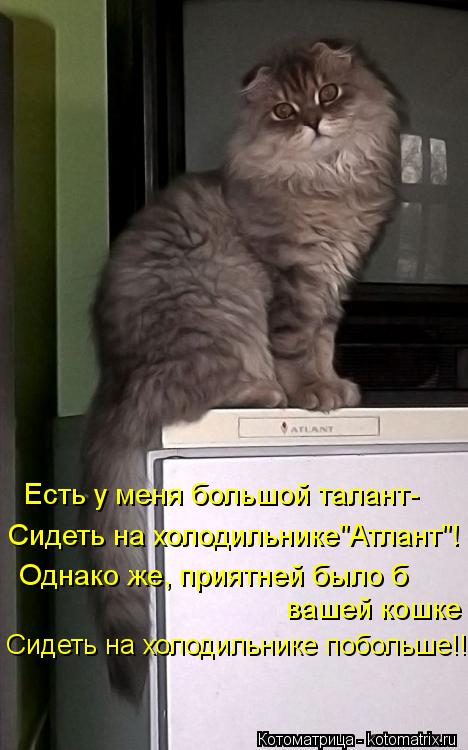 Котоматрица: Есть у меня большой талант- Сидеть на холодильнике"Атлант"! Однако же, приятней было б  вашей кошке Сидеть на холодильнике побольше!!