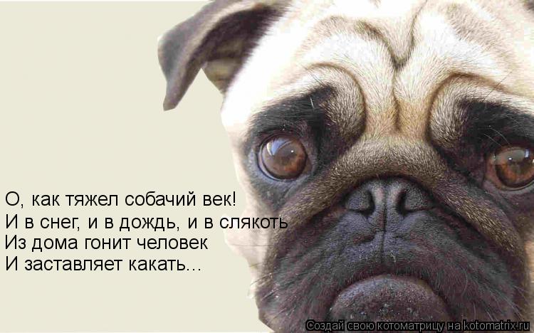 Котоматрица: О, как тяжел собачий век! И в снег, и в дождь, и в слякоть Из дома гонит человек И заставляет какать...