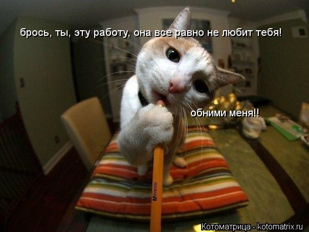 Котоматрица: брось, ты, эту работу, она все равно не любит тебя! обними меня!!