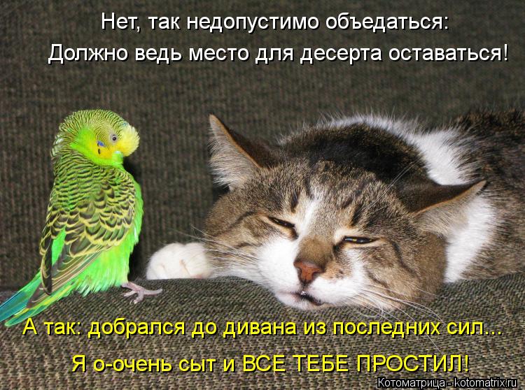 Котоматрица: Нет, так недопустимо объедаться: Должно ведь место для десерта оставаться! Я о-очень сыт и ВСЕ ТЕБЕ ПРОСТИЛ! А так: добрался до дивана из посл