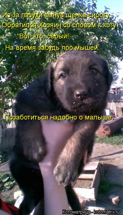 Котоматрица: Из за пазухи вынув щенка сироту,   Обратился Хозяин со словом к коту:   “Вот что, серый!   На время забудь про мышей:   Позаботиться надобно о ма