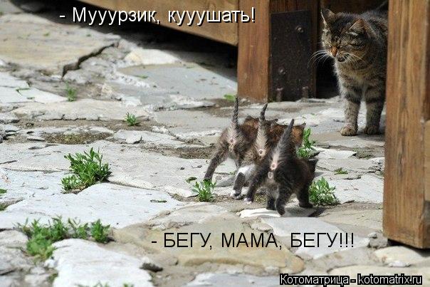 Котоматрица: - Мууурзик, кууушать! - БЕГУ, МАМА, БЕГУ!!!