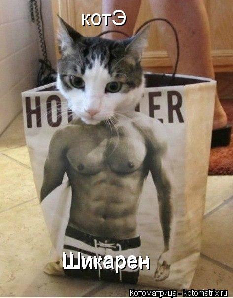 Котоматрица: котЭ Шикарен Шикарен Шикарен