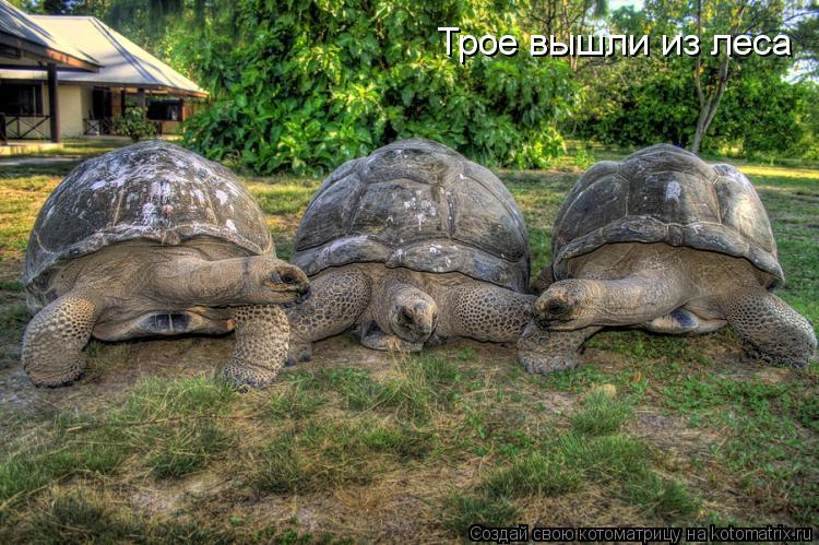 Котоматрица: Трое вышли из леса