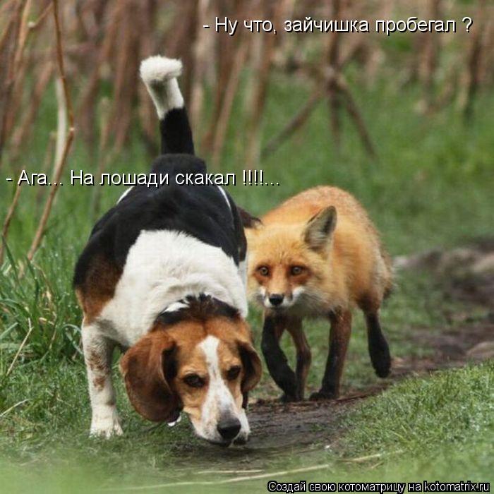 Котоматрица: - Ну что, зайчишка пробегал ? - Ага... На лошади скакал !!!!...