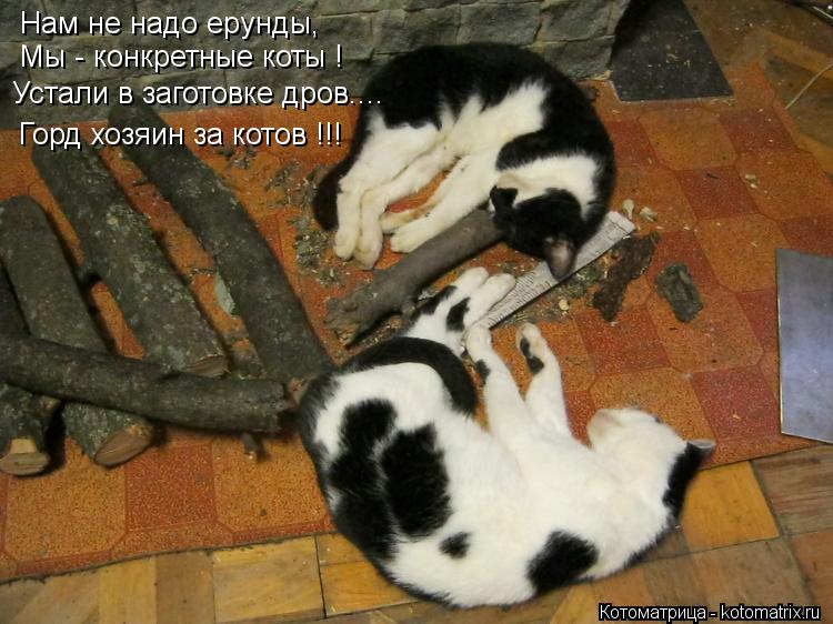 Котоматрица: Нам не надо ерунды, Мы - конкретные коты ! Устали в заготовке дров.... Горд хозяин за котов !!!