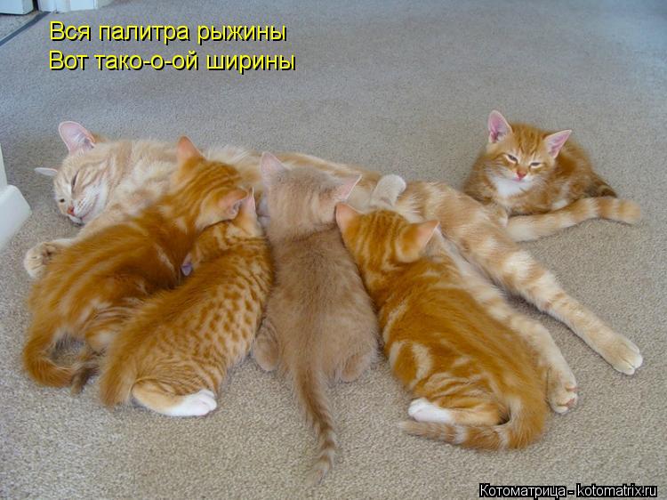 Вся палитра рыжины Вот тако-о-ой ширины... Котоматрица: Вся палитра рыжины Вот тако-о-ой ширины