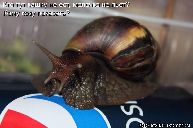 Котоматрица: Кто тут кашку не ест, молочко не пьет? Кому козу показать?