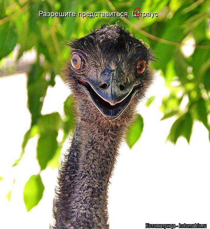 Разрешите представиться, Штраус \ С... Котоматрица: Разрешите представиться, Штраус \ С