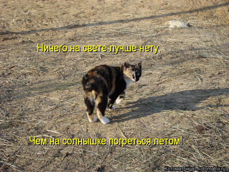 Котоматрица: Чем на солнышке погреться летом! Ничего на свете лучше нету,