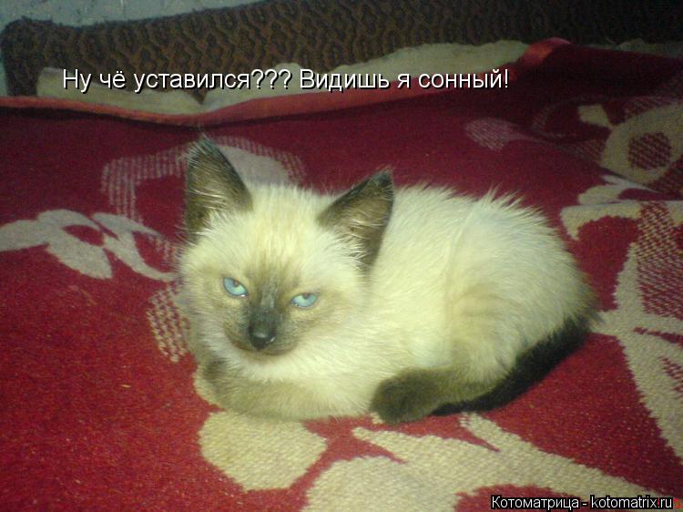 Котоматрица: Ну чё уставился??? Видишь я сонный!