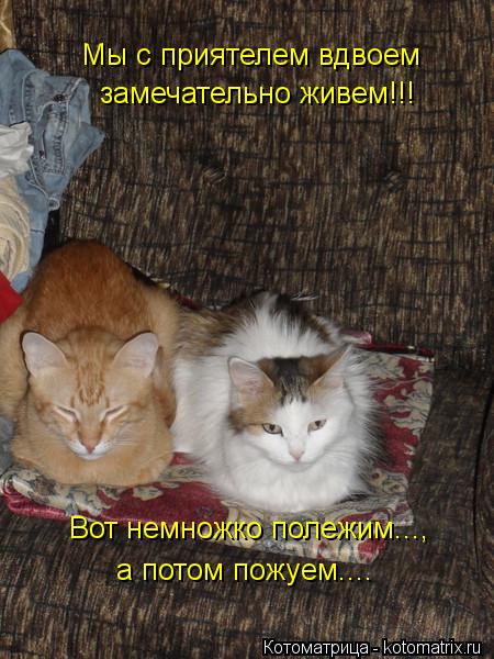 Котоматрица: Мы с приятелем вдвоем замечательно живем!!! Вот немножко полежим..., а потом пожуем....