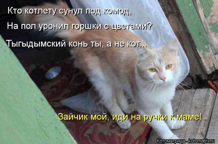 Кто котлету сунул под комод, На пол уронил горшки с цветами? Тыгыдымский конь ты, а не кот...... Котоматрица: Кто котлету сунул под комод, На пол уронил горшки с цветами? Тыгыдымский конь ты, а не кот... Зайчик мой, иди на ручки к маме!