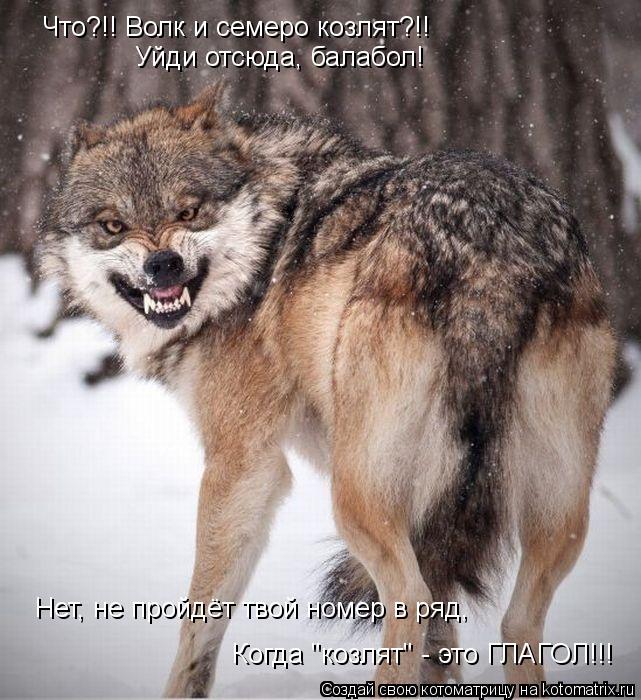 Котоматрица: Что?!! Волк и семеро козлят?!! Уйди отсюда, балабол! Нет, не пройдёт твой номер в ряд, Когда "козлят" - это ГЛАГОЛ!!!