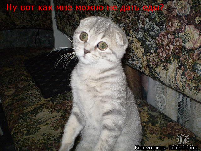Ну вот как мне можно не дать еды?... Котоматрица: Ну вот как мне можно не дать еды?