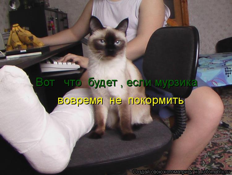 Котоматрица: Вот   что  будет , если мурзика вовремя  не  покормить