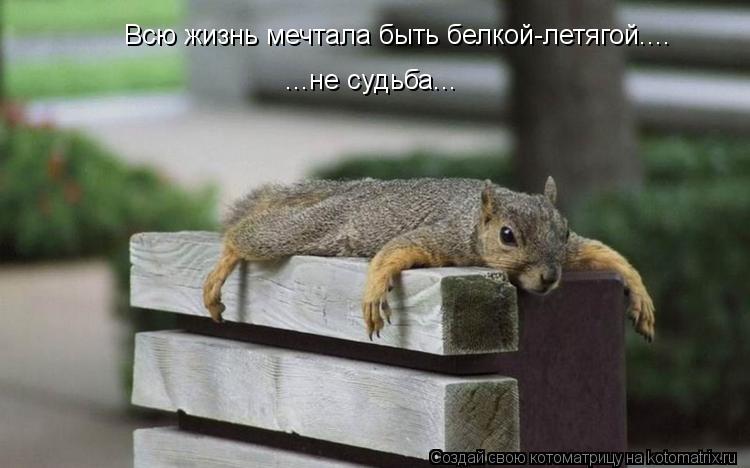 Котоматрица: Всю жизнь мечтала быть белкой-летягой.... ...не судьба...
