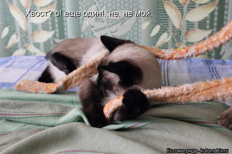 Хвост? о! еще один!..не, не мой.... Котоматрица: Хвост? о! еще один!..не, не мой.