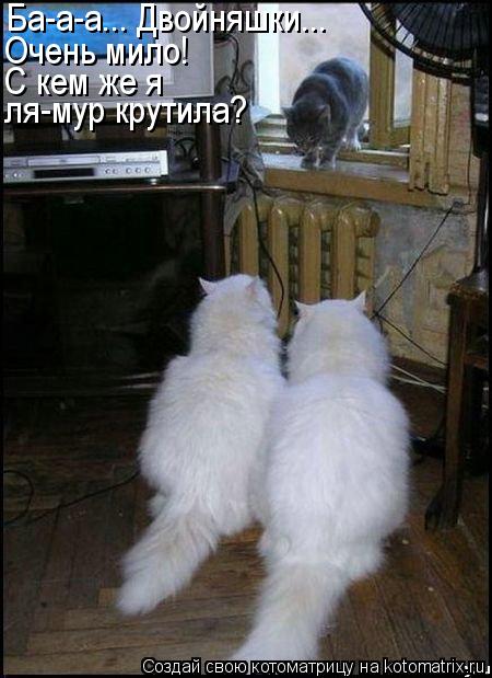 Котоматрица: Ба-а-а... Двойняшки... Очень мило! С кем же я ля-мур крутила?