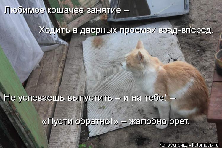 Котоматрица: Любимое кошачее занятие –    Ходить в дверных проемах взад-вперед.     Не успеваешь выпустить – и на тебе! –    «Пусти обратно!» – жалобно орет