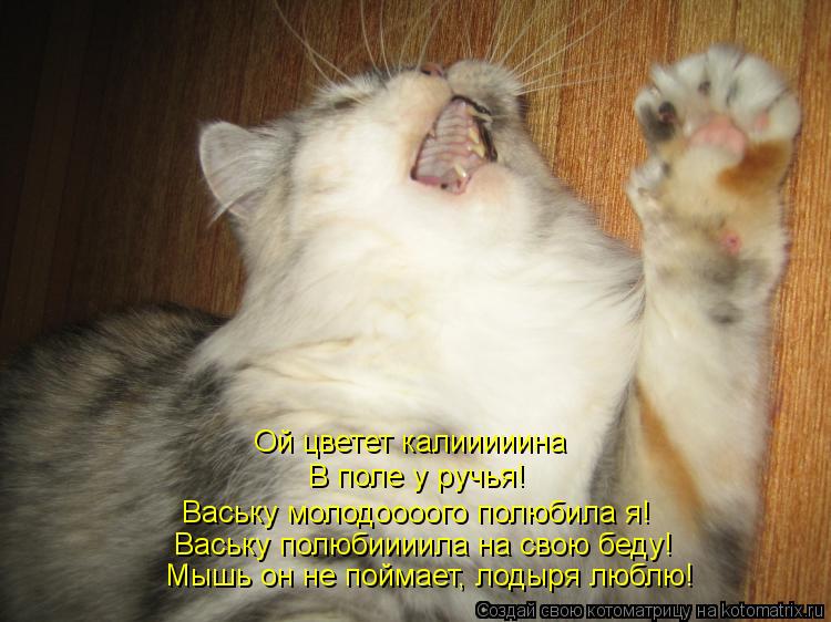 Котоматрица: Ой цветет калииииина В поле у ручья! Ваську молодоооого полюбила я! Ваську полюбиииила на свою беду! Мышь он не поймает, лодыря люблю!