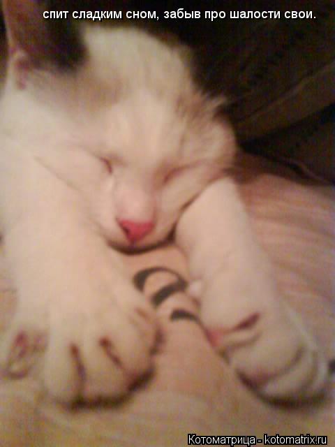 Котоматрица: спит сладким сном, забыв про шалости свои.