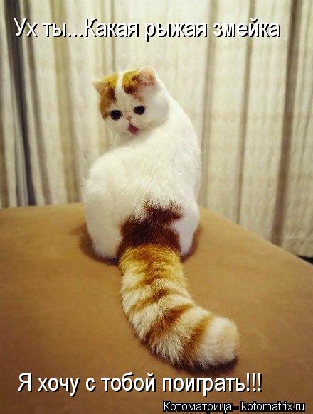 Котоматрица: Ух ты...Какая рыжая змейка Я хочу с тобой поиграть!!!