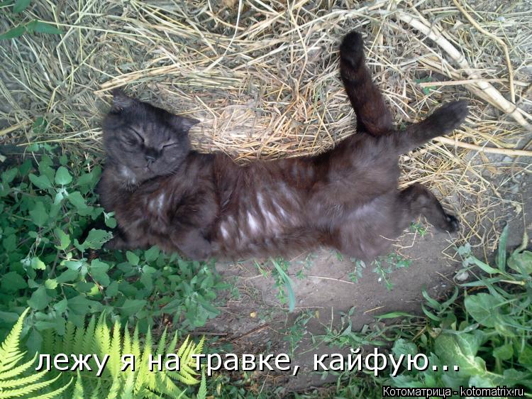 Котоматрица: лежу я на травке, кайфую...