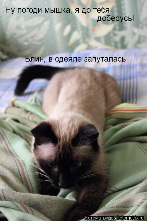 Ну погоди мышка, я до тебя доберусь! Блин, в одеяле запуталась!... Котоматрица: Ну погоди мышка, я до тебя доберусь! Блин, в одеяле запуталась!