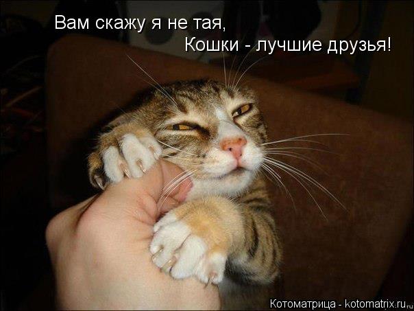 Котоматрица: Вам скажу я не тая, Кошки - лучшие друзья!