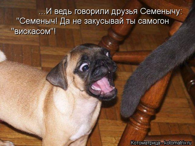 Котоматрица: ...И ведь говорили друзья Семенычу:  "Семеныч! Да не закусывай ты самогон  "вискасом"!