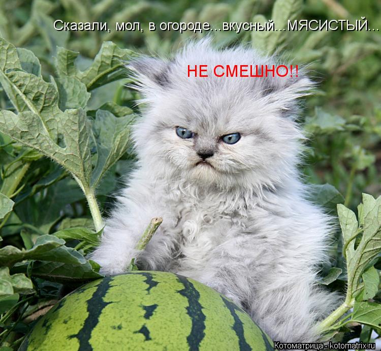 Котоматрица: Сказали, мол, в огороде...вкусный...МЯСИСТЫЙ... НЕ СМЕШНО!!