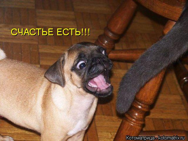 Котоматрица: СЧАСТЬЕ ЕСТЬ!!!