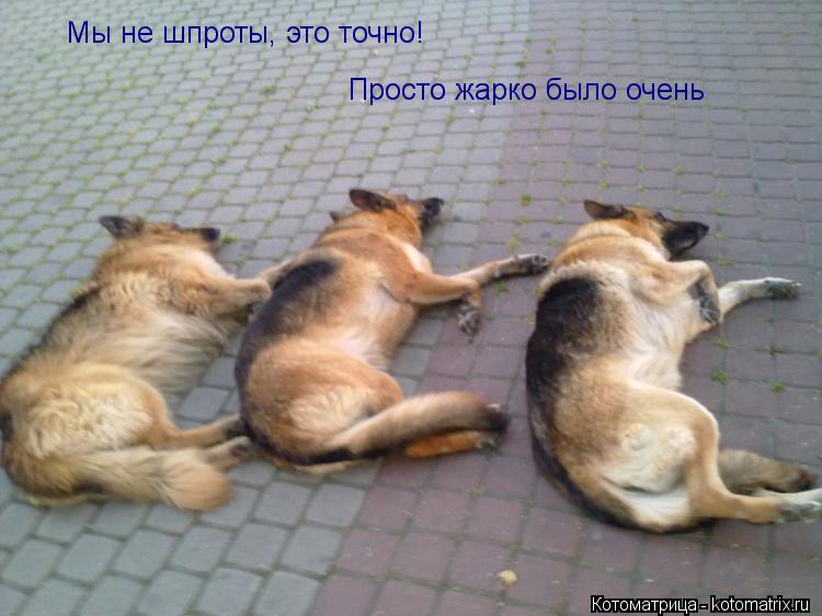 Котоматрица: Мы не шпроты, это точно! Просто жарко было очень
